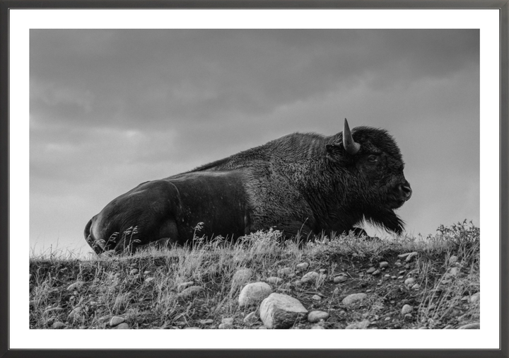 Prairie King