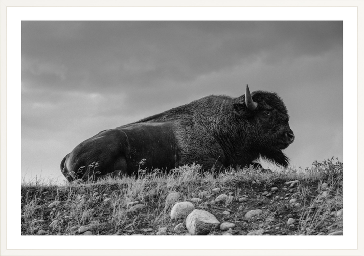 Prairie King